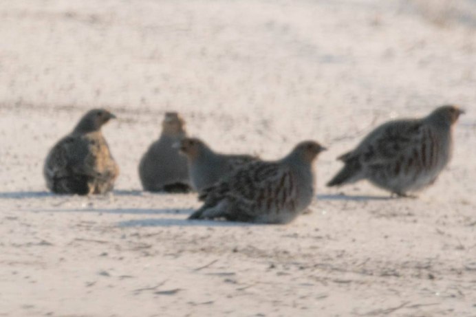 Коростель Дергач птица