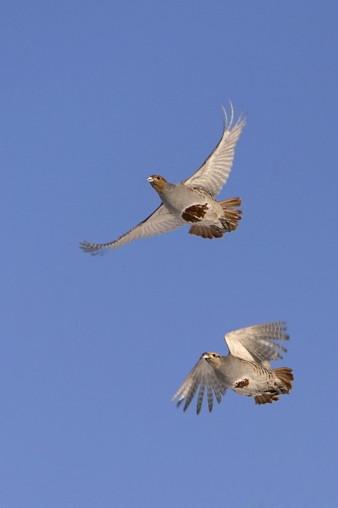 Куропатка ареал обитания