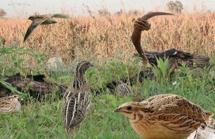Серая куропатка (Perdix Perdix)