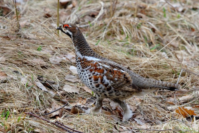 Рябчик обыкновенный общипанный