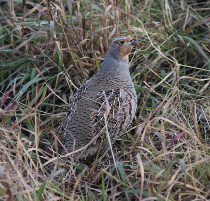 Степная куропатка