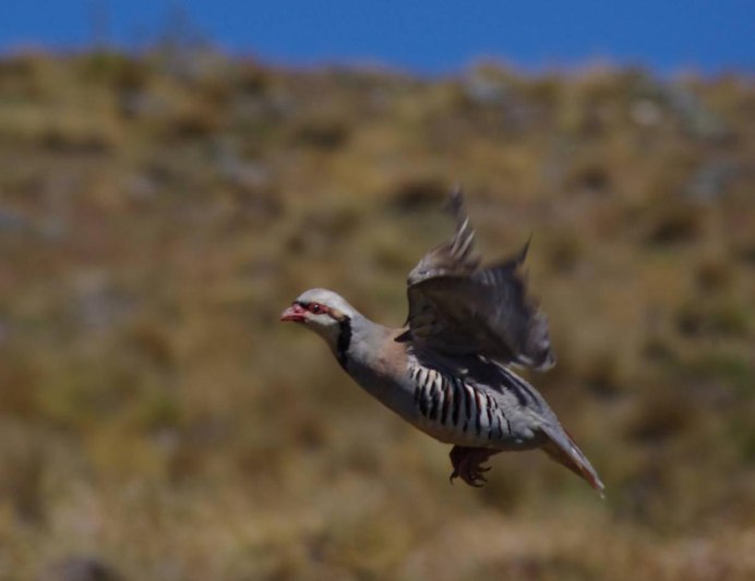 Торлаа куропатка