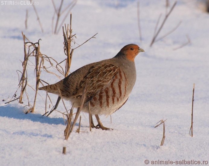 Куропатка обыкновенная