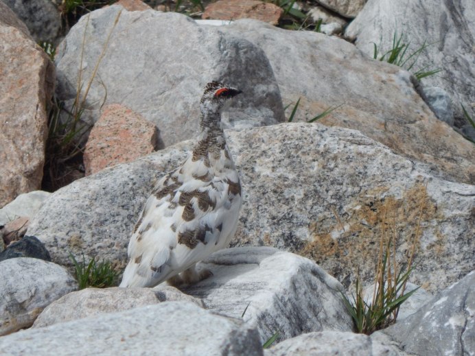 Серая куропатка (Perdix Perdix в России