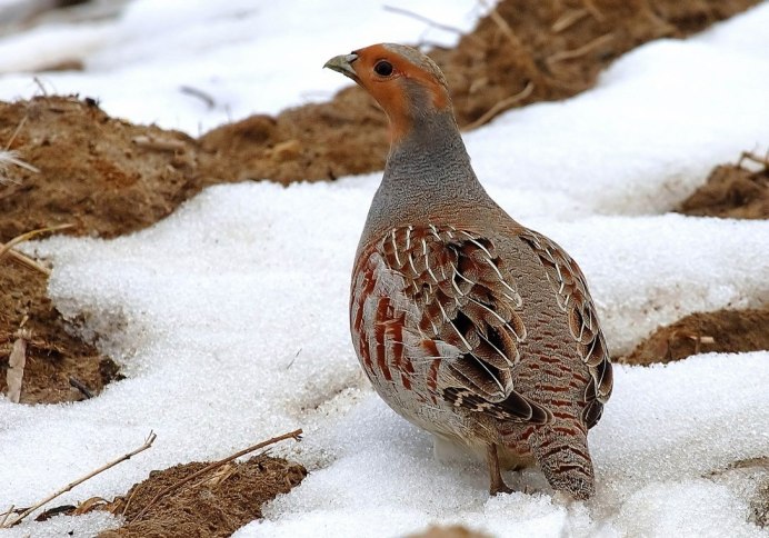 Полярная Сова в Арктике