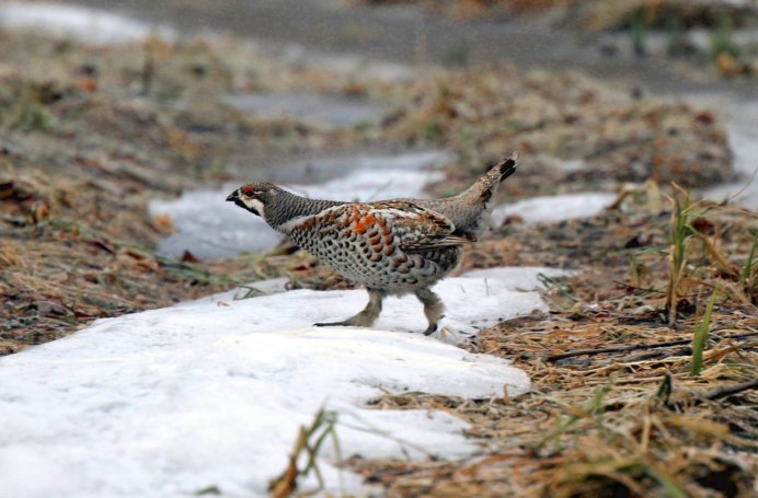 Воротничковый рябчик