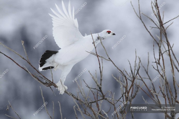 Белая куропатка в полёте