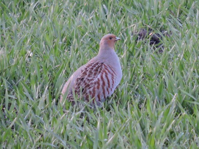 Куропатка Курская