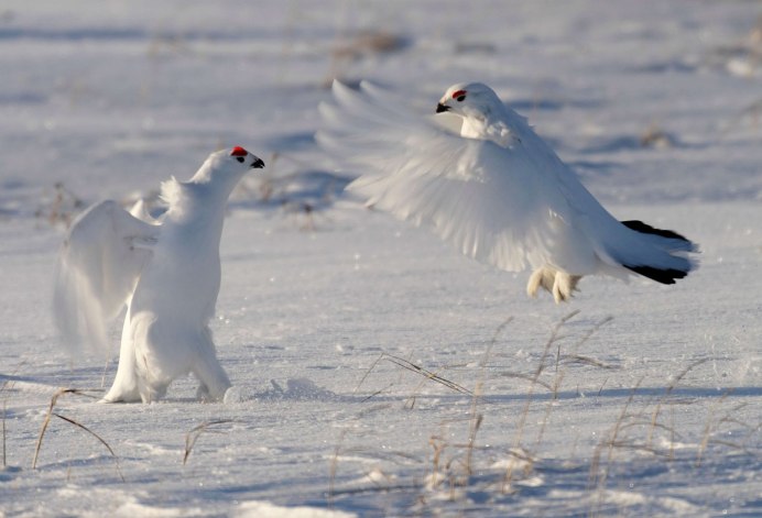 Серая куропатка зимой в Зауралье
