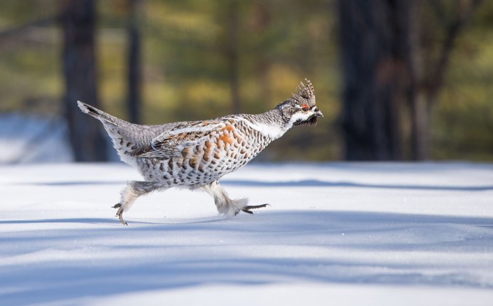 Рябчик бежит