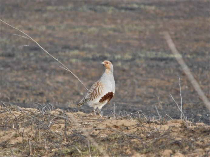 Белая куропатка в полёте