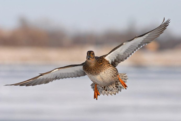 Птицы ХМАО В полете