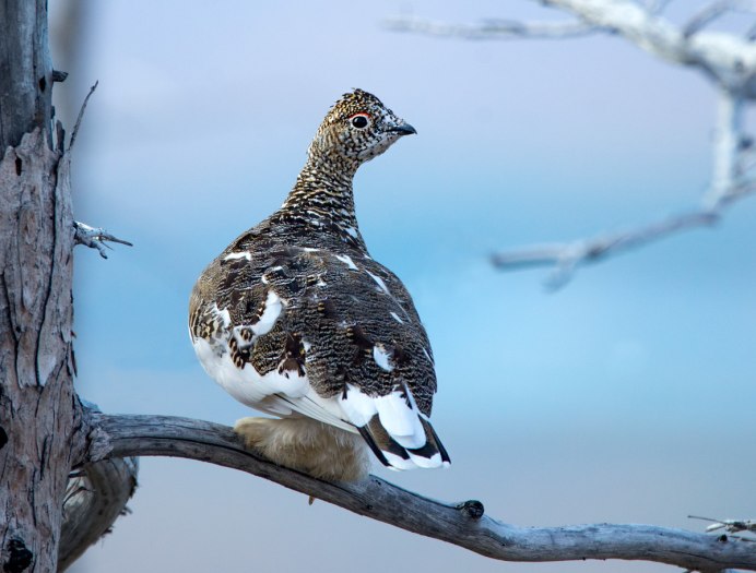 Серая куропатка зимой