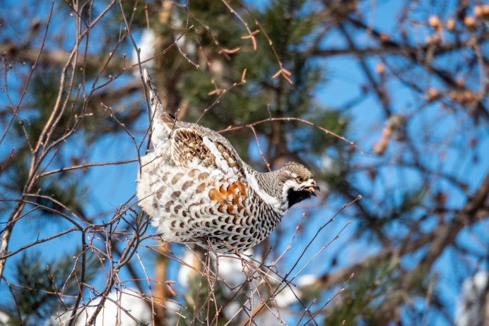Яйца курообразных