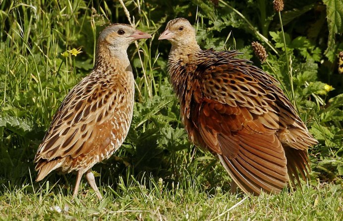 Птицы в Якутии куропатка