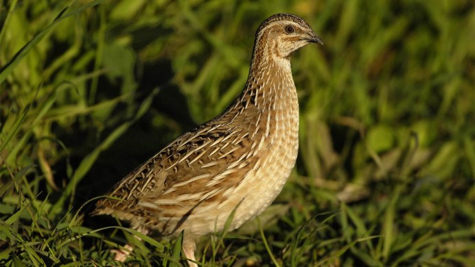 Маньчжурская бородатая куропатка