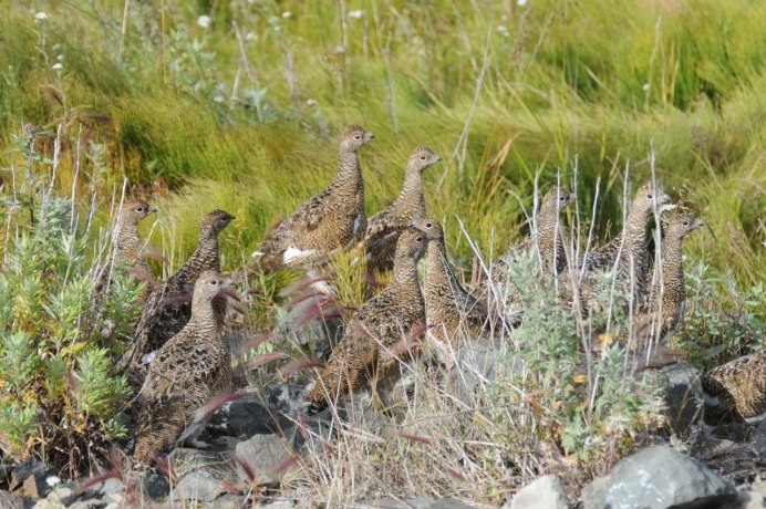 Охота на каклик