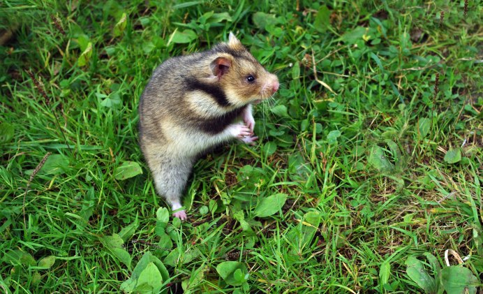 Хомячок Эверсманна (Cricetulus eversmanni)