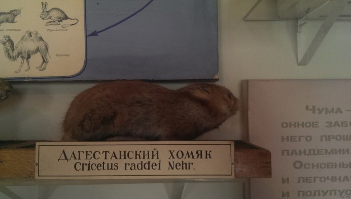 Заниженный хомяк