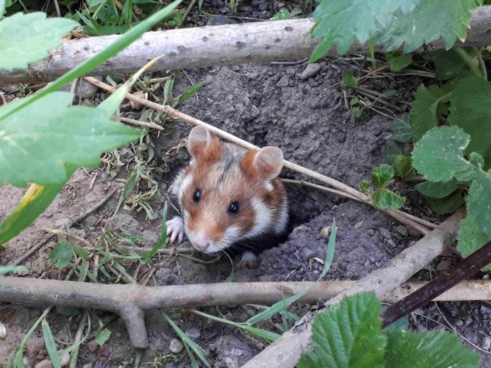 Обыкновенный хомяк Cricetus Cricetus