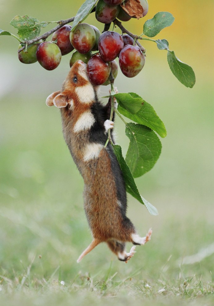 Хомячок серый (Cricetulus migratorius)