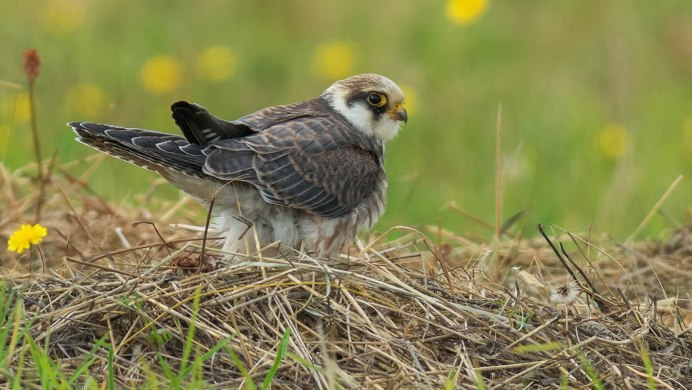 Кобчик (Falco vespertinus)