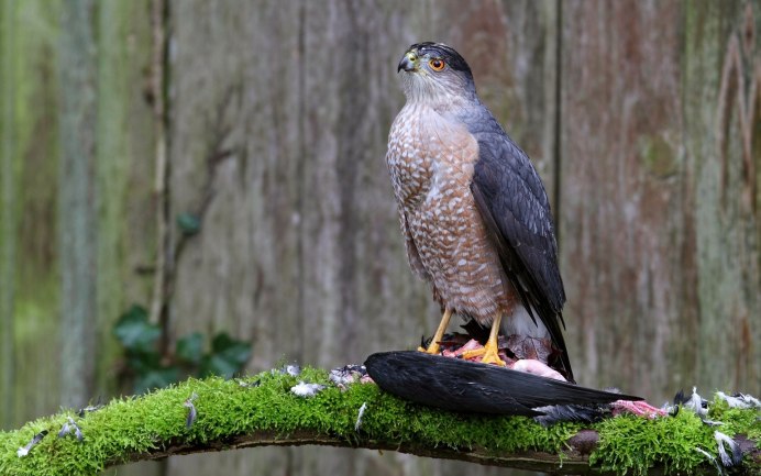 Чеглок (Falco Subbuteo)