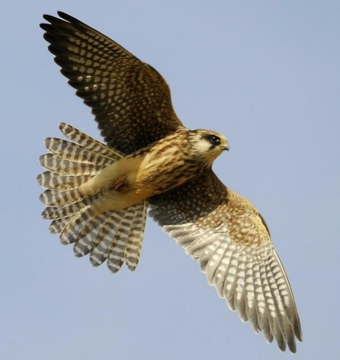 Falco vespertinus
