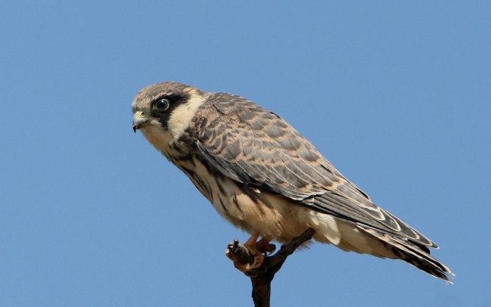 Кобчик (Falco vespertinus)