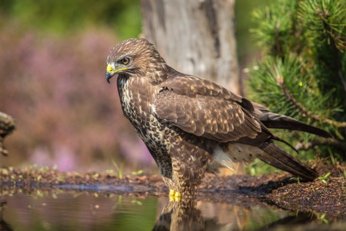 Виргинский Филин (Bubo virginianus)