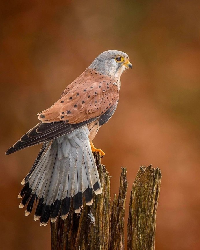 Ястреб - тетеревятник (Accipiter gentilis)