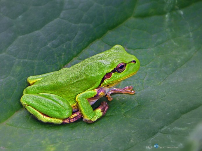 Белогубая квакша