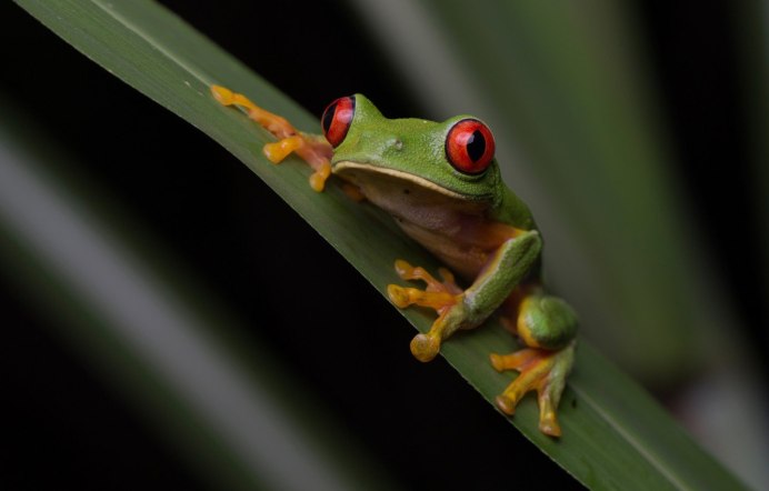 Красноглазая квакша