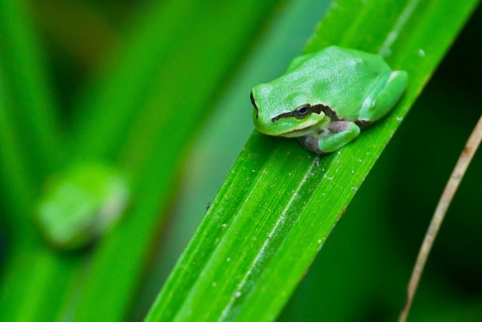 Лягушка квакша