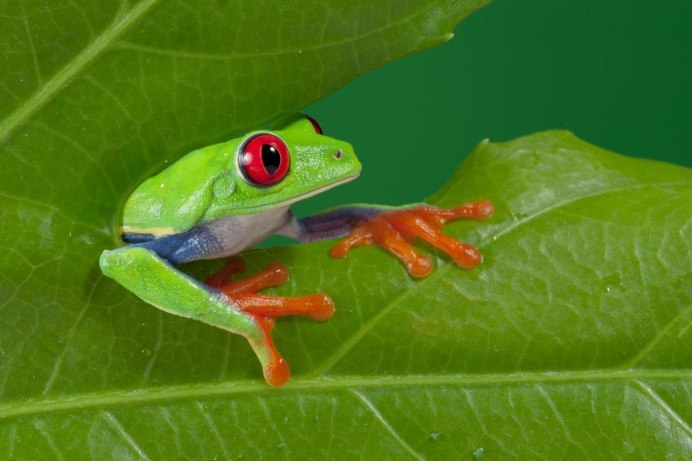 Лягушка Курбака