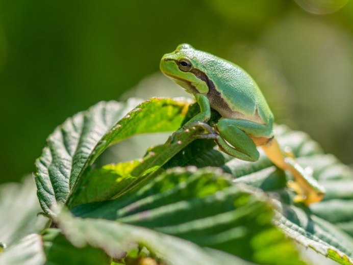 Квакша Рабба