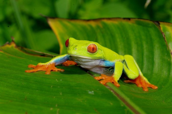 Белогубая квакша