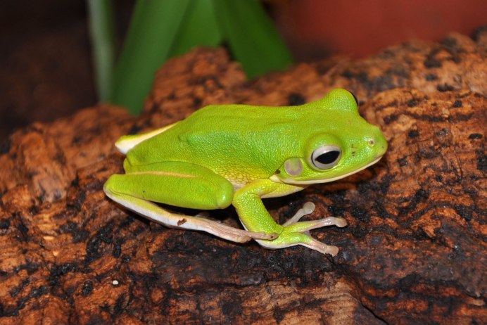 Лягушка квакша зеленая