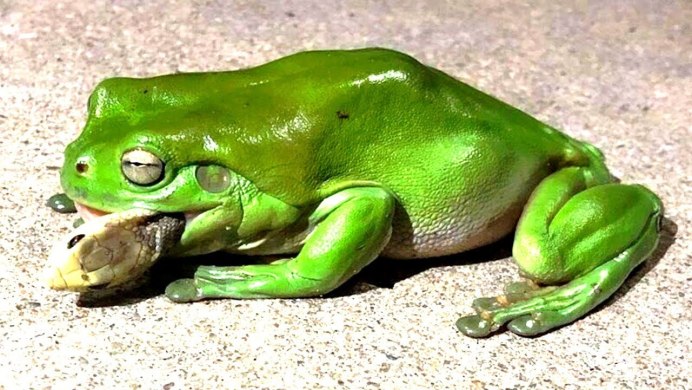 Лягушка квакша зеленая