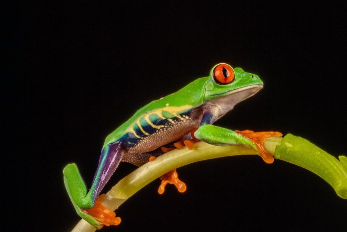 Лягушка квакша зеленая ядовитая