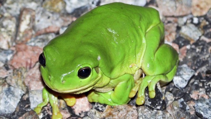 Изумрудная лягушка