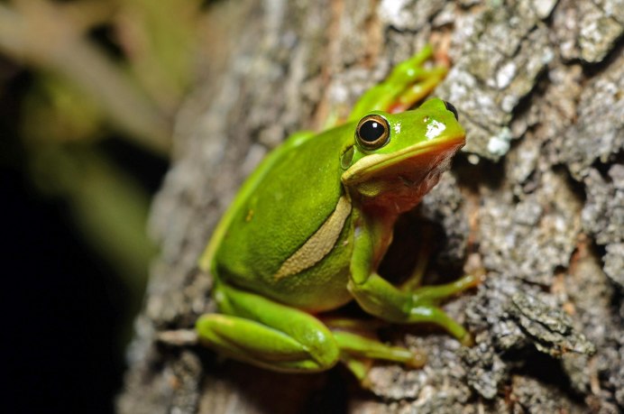 Древесная лягушка квакша обыкновенная