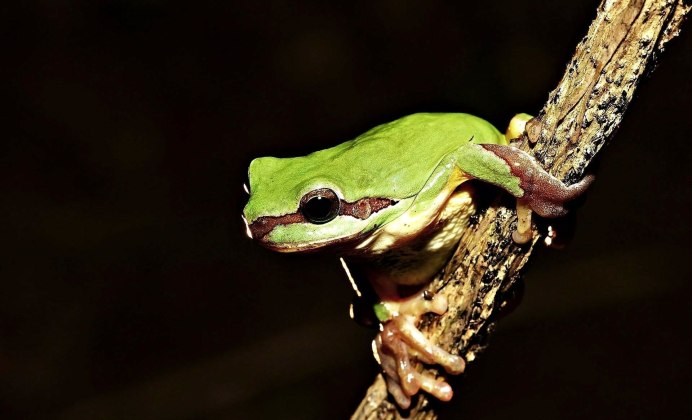 Лягушка на ветке