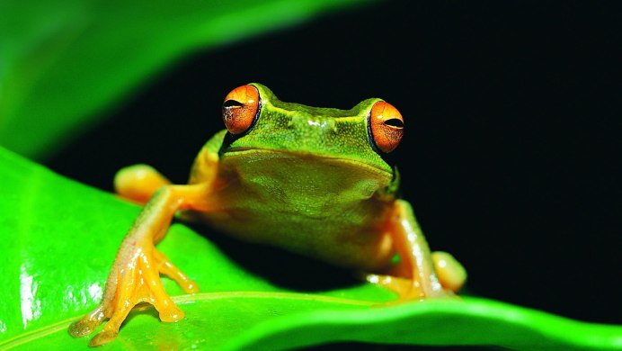 Пресмыкающиеся квакша