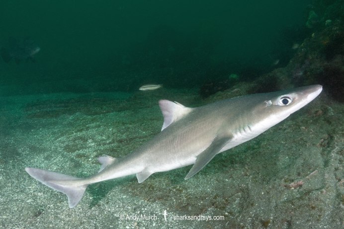 Squaliolus laticaudus