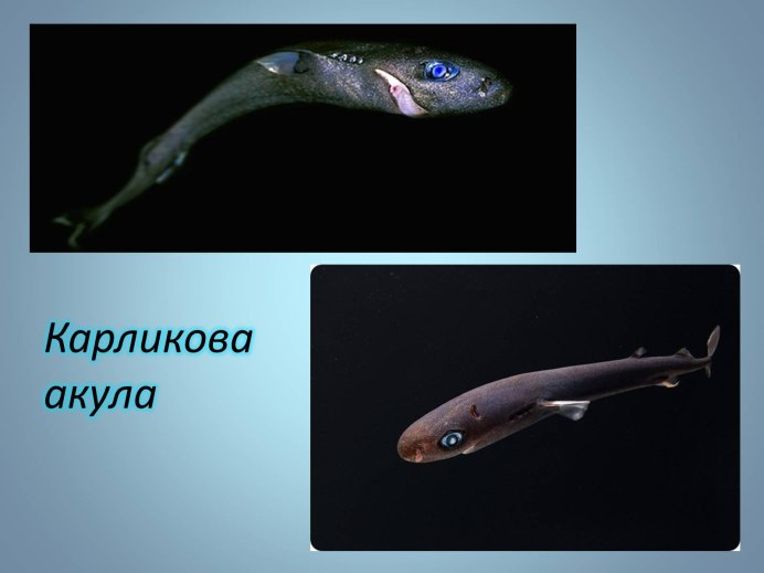 Колючая акула Катран