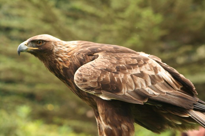 Беркут Aquila chrysaetos