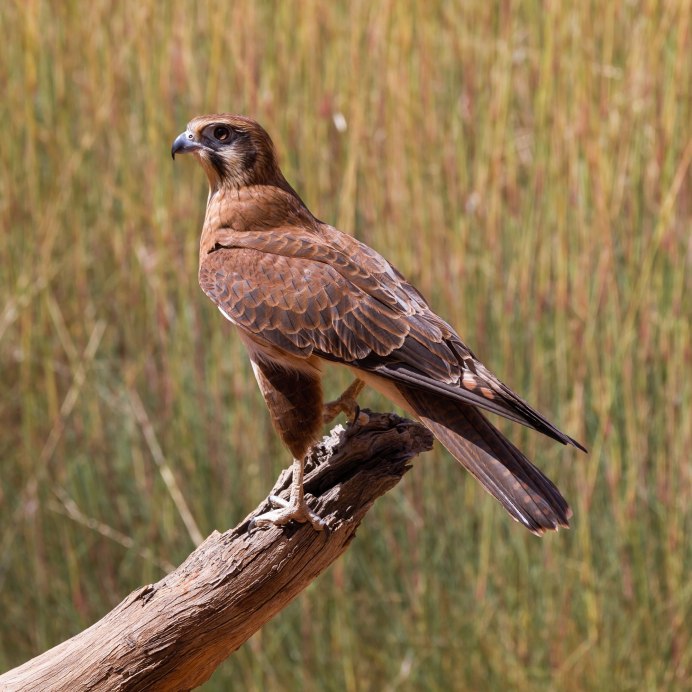Falco berigora — бурый Сокол