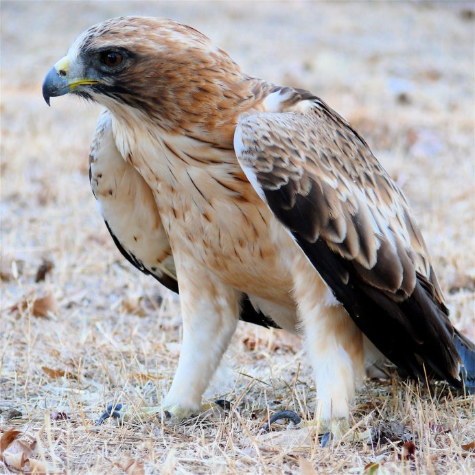 Орёл-карлик (Aquila pennata)