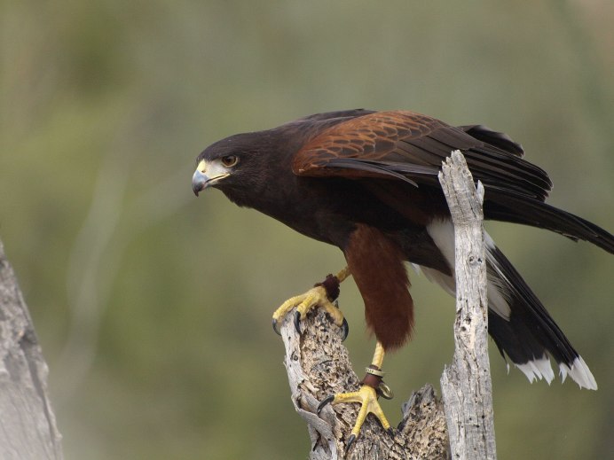 Harris Hawk